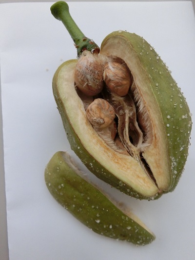 ブログ]パキラの実収穫しました！ - 北海道立サンピラーパーク｜名寄市